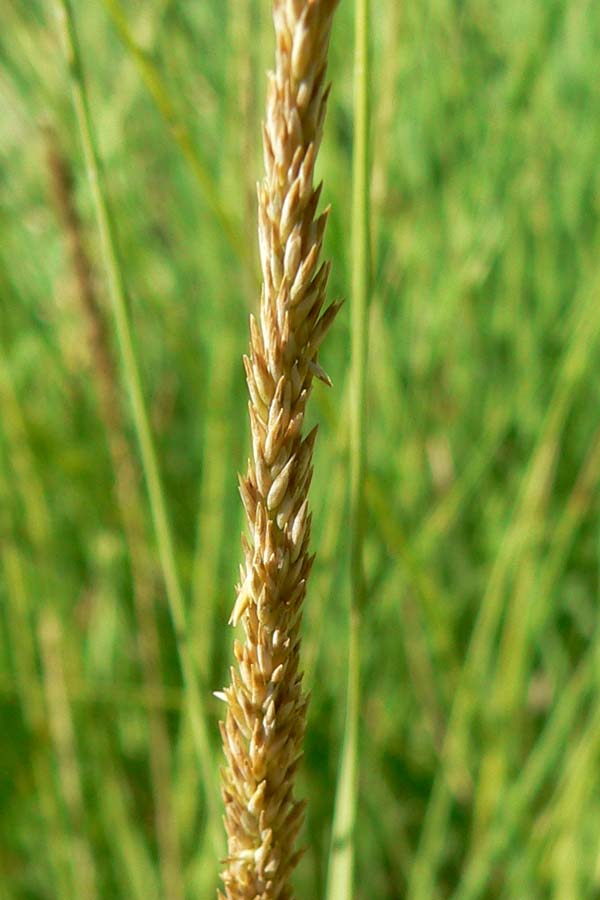 "Muhlenbergia rigens stem" by Stan Shebs is licensed under CC BY-SA 3.0. To view a copy of this license, visit https://creativecommons.org/licenses/by-sa/3.0/?ref=openverse.