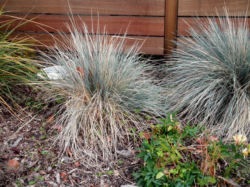 "S20140124-0044—Festuca 'Siskiyou Blue'—Berkeley (12125352973)" by John Rusk from Berkeley, CA, United States of America is licensed under CC BY 2.0. To view a copy of this license, visit https://creativecommons.org/licenses/by/2.0/?ref=openverse.