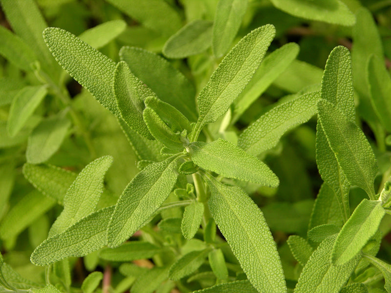 "Salvia clevelandii 'Allen Chickering' Leaves 3264px" by Photo by and (c)2006 Derek Ramsey (Ram-Man). Location credit to the Chanticleer Garden. is licensed under CC BY-SA 3.0. To view a copy of this license, visit https://creativecommons.org/licenses/by-sa/3.0/?ref=openverse.