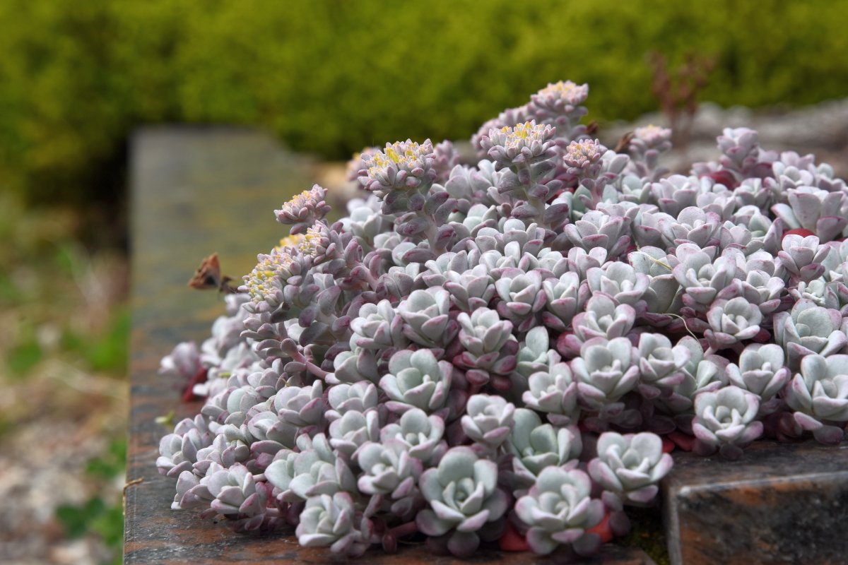 "Sedum spathulifolium purpureum CNS-2021-048 D7200 2021 00345" by Hartkerius is licensed under CC BY-SA 4.0. To view a copy of this license, visit https://creativecommons.org/licenses/by-sa/4.0/?ref=openverse.