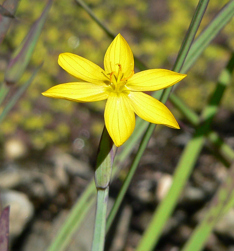 "Sisyrinchium californicum 7" by Stan Shebs is licensed under CC BY-SA 3.0. To view a copy of this license, visit https://creativecommons.org/licenses/by-sa/3.0/?ref=openverse.