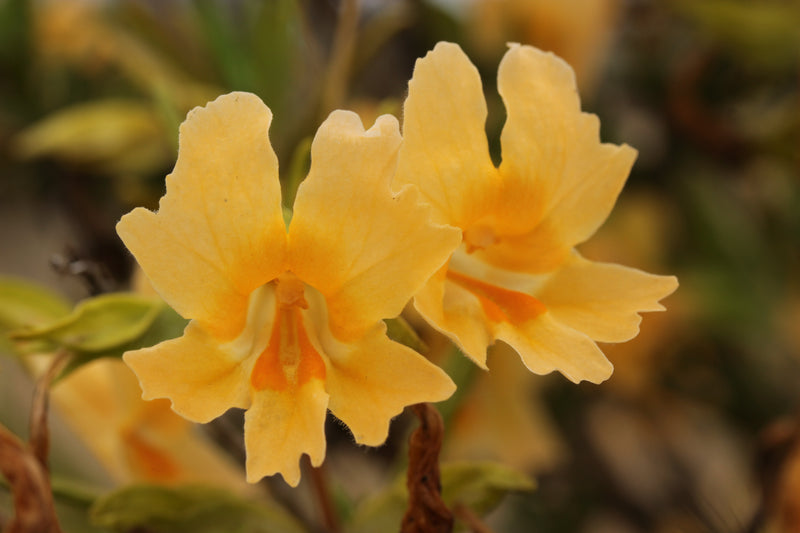 "Sticky Monkey-Flower - Diplacus aurantiacus (43440614412)" by Björn S... is licensed under CC BY-SA 2.0. To view a copy of this license, visit https://creativecommons.org/licenses/by-sa/2.0/?ref=openverse.