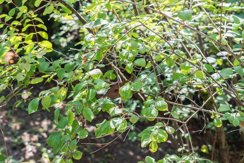 "File:Symphoricarpos albus var laevigatus in La Jaysinia (6).jpg" by Krzysztof Golik is licensed under CC BY-SA 4.0. To view a copy of this license, visit https://creativecommons.org/licenses/by-sa/4.0/?ref=openverse.