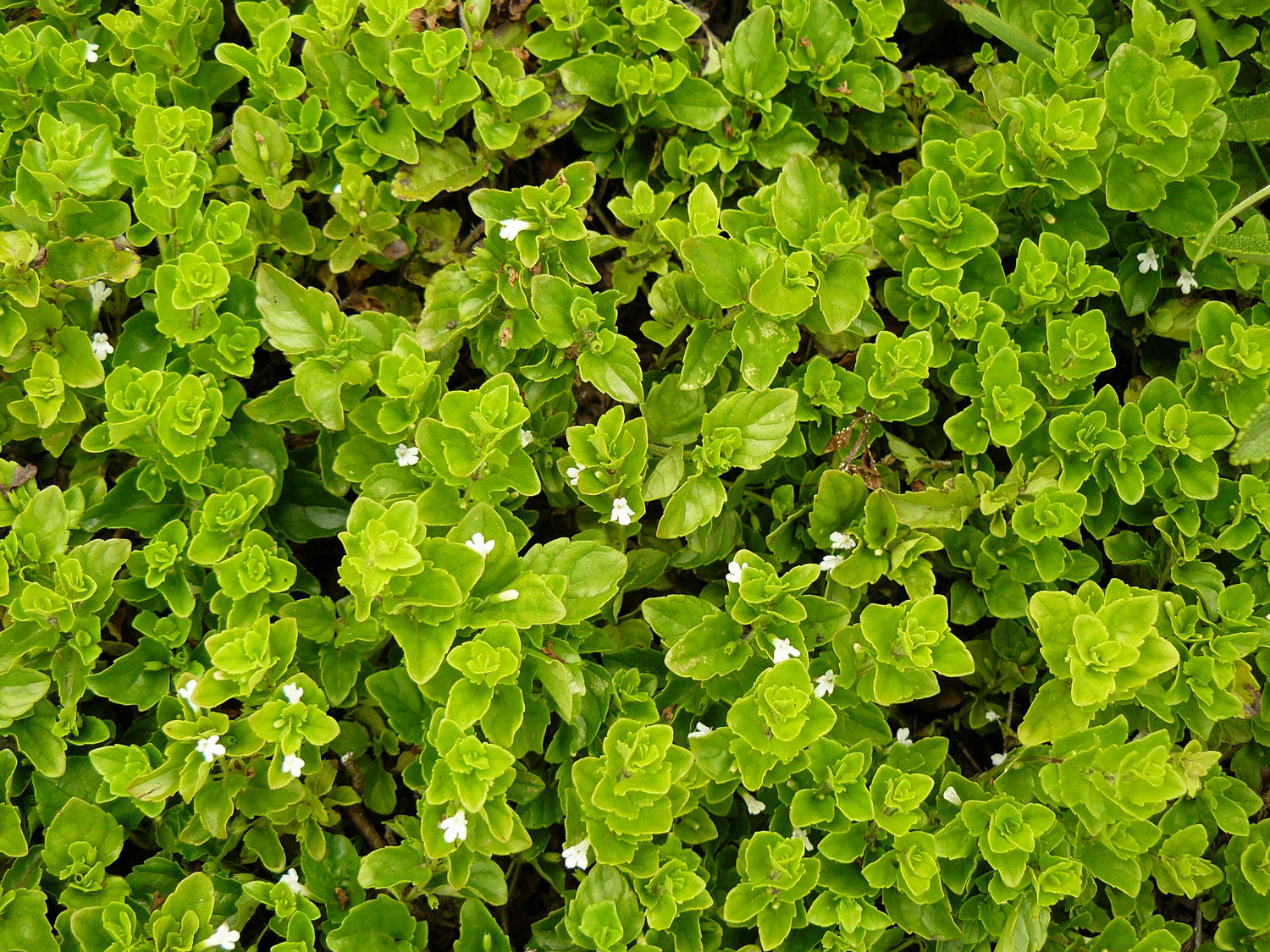 "Yerba Buena - Clinopodium douglasii" by Joyce Cory on Flickr as docentjoyce is licensed under CC BY 2.0. To view a copy of this license, visit https://creativecommons.org/licenses/by/2.0/?ref=openverse.