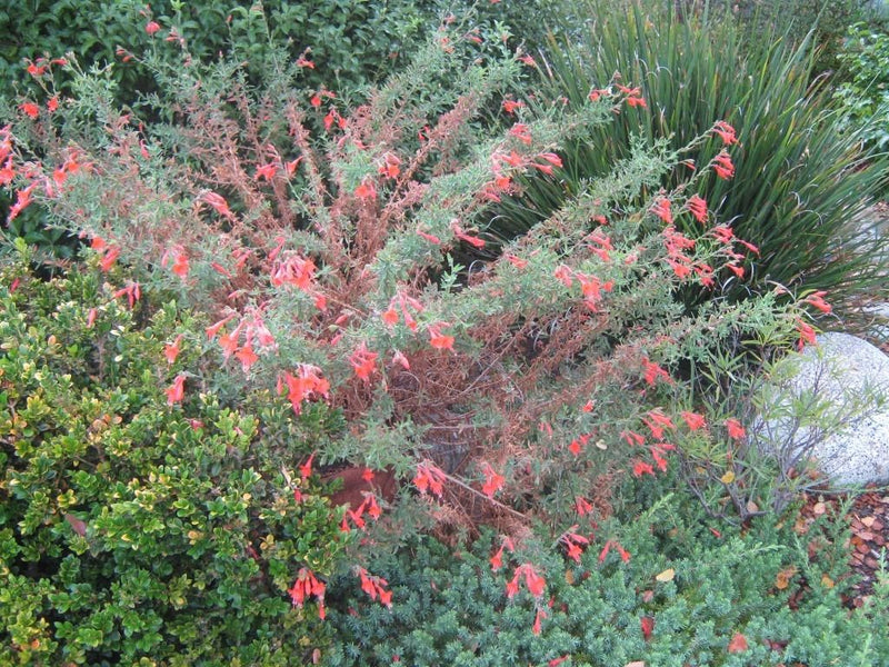 Sierra Salmon California Fuchsia