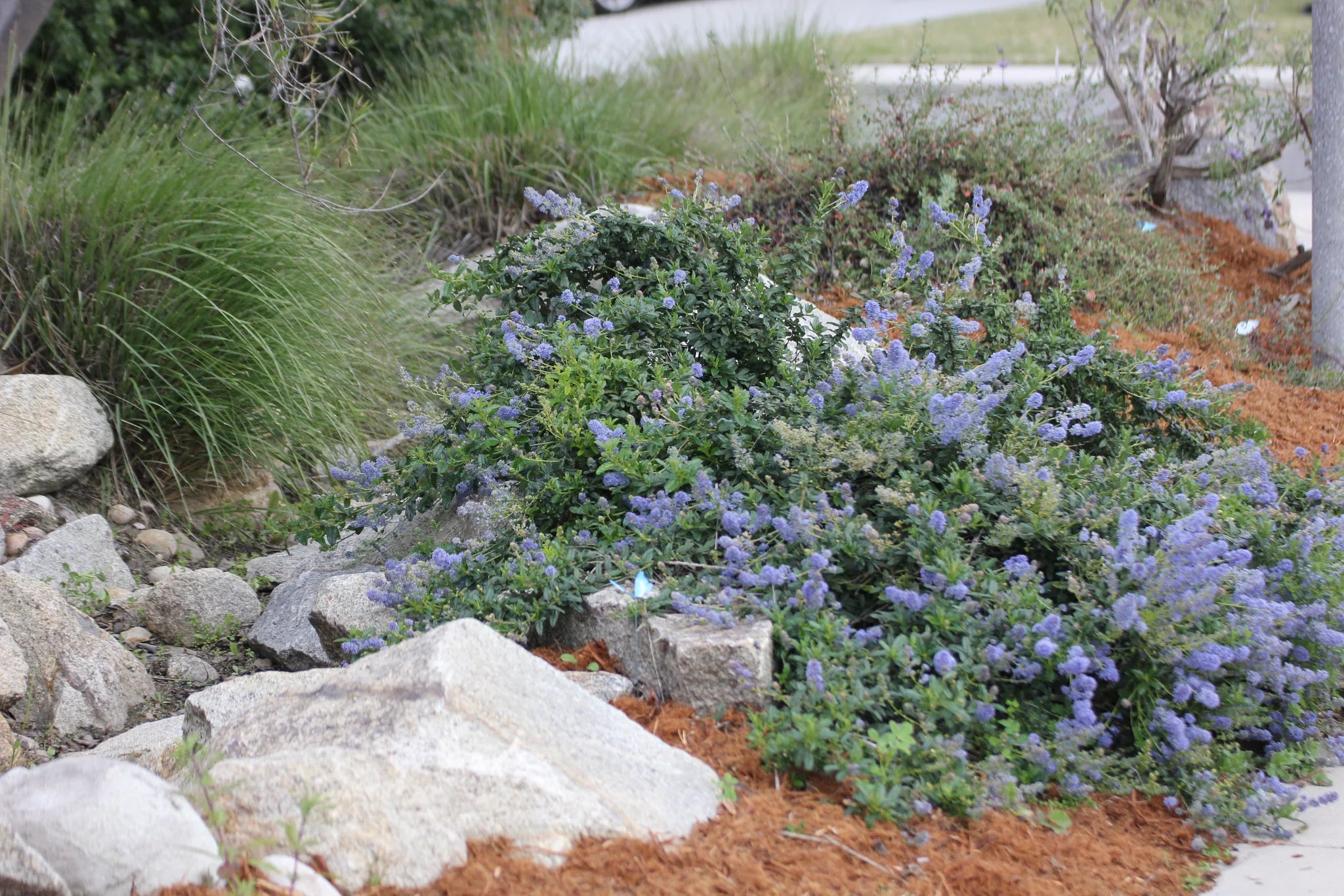 Carmel Creeper Ceanothus