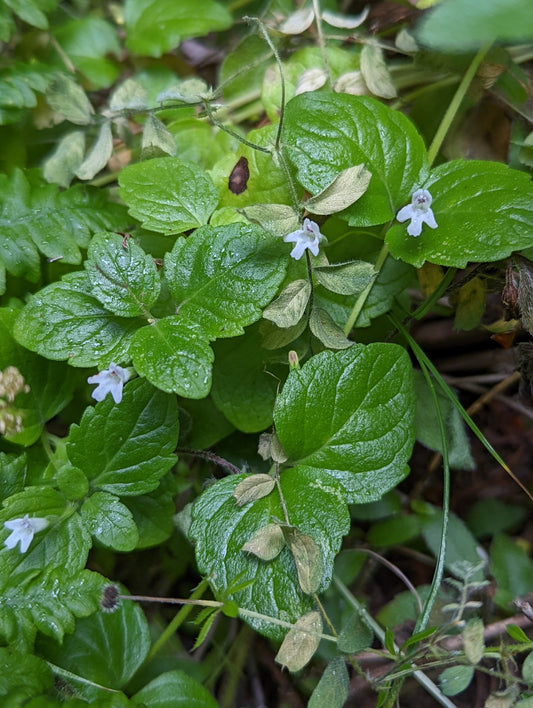 "Clinopodium douglasii" by Logan J.L. Bradley is licensed under CC BY 4.0. To view a copy of this license, visit http://creativecommons.org/licenses/by/4.0/?ref=openverse.
