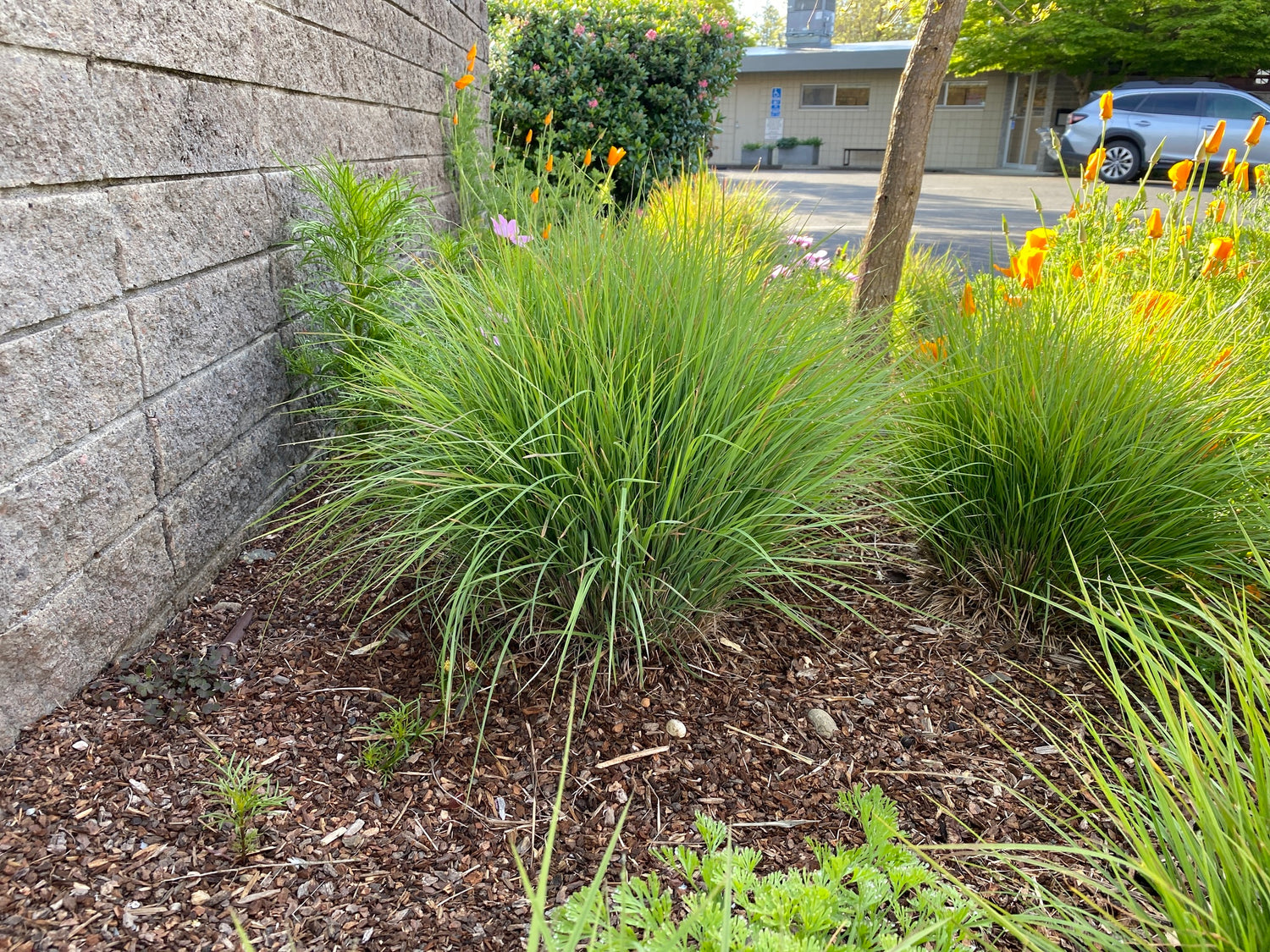 "Festuca californica" by epacopac is licensed under CC BY-NC 4.0. To view a copy of this license, visit http://creativecommons.org/licenses/by-nc/4.0/?ref=openverse.