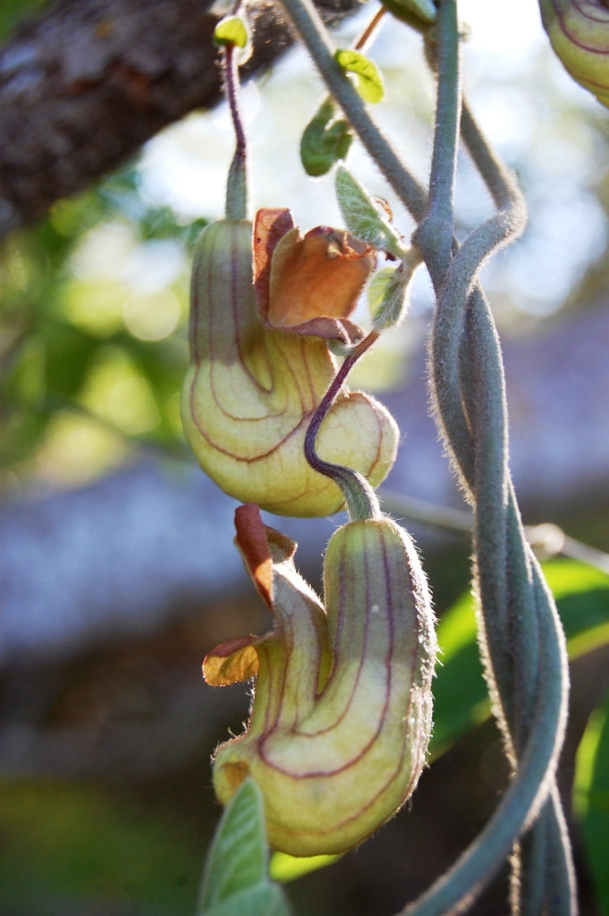"Aristolochia californica" by Jeanne Wirka is licensed under CC BY 4.0. To view a copy of this license, visit http://creativecommons.org/licenses/by/4.0/?ref=openverse.