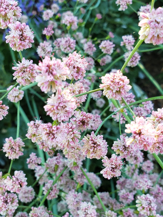 "Eriogonum grande rubescens" by Mary K. Hanson is licensed under CC BY 4.0. To view a copy of this license, visit http://creativecommons.org/licenses/by/4.0/?ref=openverse.
