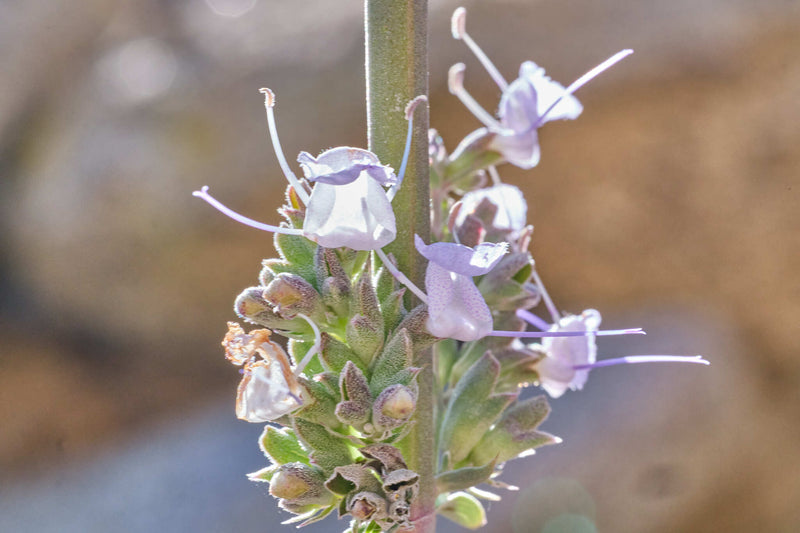 "Salvia apiana" by Shawn O'Donnell is licensed under CC BY 4.0. To view a copy of this license, visit http://creativecommons.org/licenses/by/4.0/?ref=openverse.