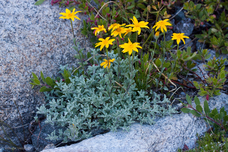 "Eriophyllum lanatum integrifolium" by Ken-ichi Ueda is licensed under CC BY 4.0. To view a copy of this license, visit http://creativecommons.org/licenses/by/4.0/?ref=openverse.