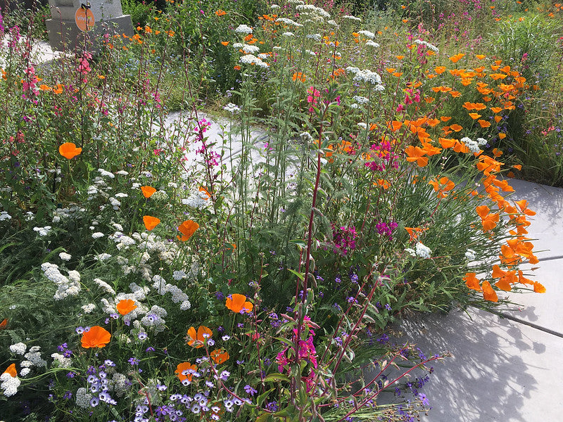 California Native Full Sun Plants Collection – The Quane Garden
