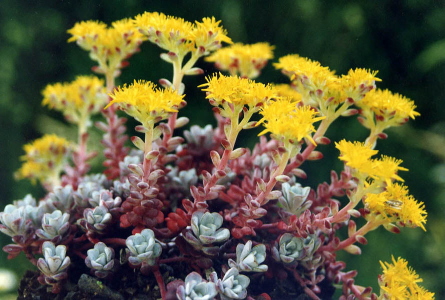 California Native Container Plants