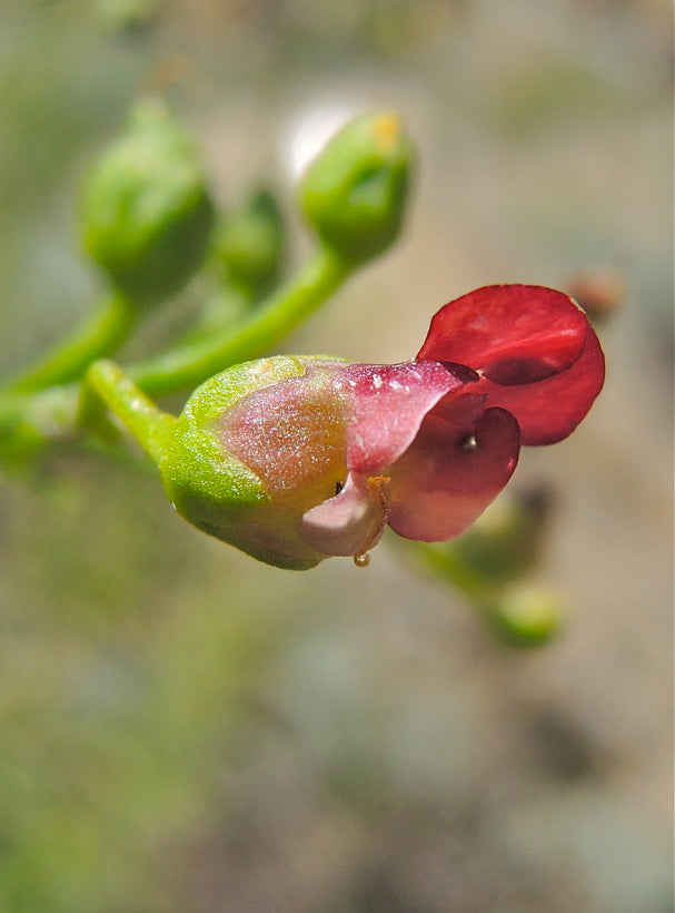 Scrophularia californica