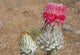 Cirsium	occidentale var. venustum