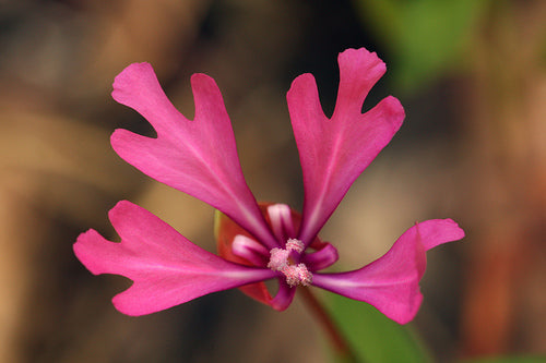 Clarkia concinna