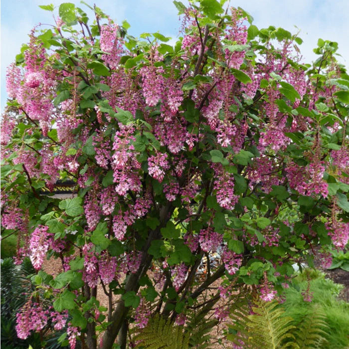 Claremont Pink-flowering Currant
