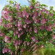 Spring Showers Pink-flowering Currant