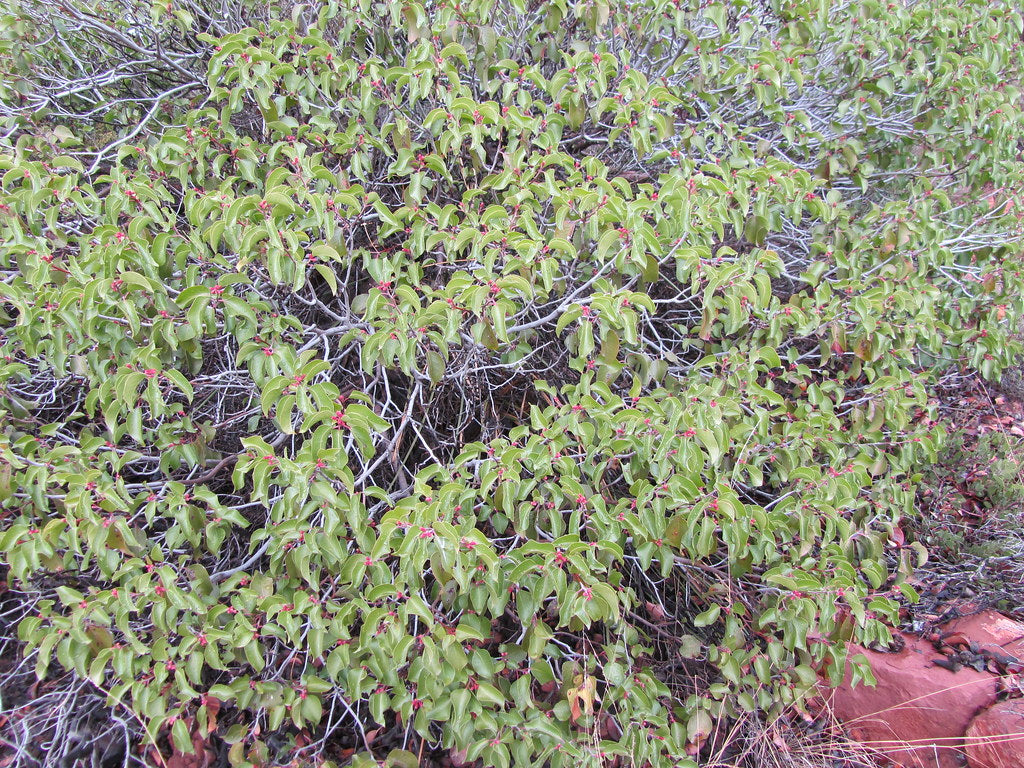 "Rhus ovata - Sugar Sumac" by sfbaywalk is licensed under CC BY 2.0.