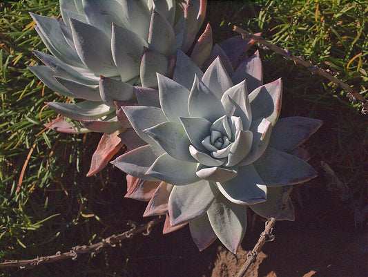 "P20131226-0012—Dudleya farinosa—RPBG" by John Rusk is licensed under CC BY 2.0. To view a copy of this license, visit https://creativecommons.org/licenses/by/2.0/?ref=openverse.
