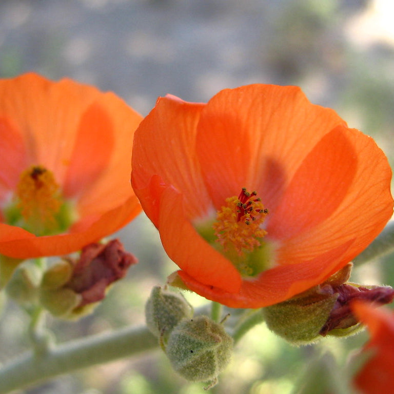 "Apricot globemallow (Sphaeralcea ambigua); Hidden Valley" by Joshua Tree National Park is marked with Public Domain Mark 1.0.
