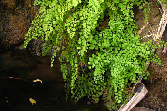 "Common maidenhair (Adiantum capillus-veneris)" by Joshua Tree National Park is marked with Public Domain Mark 1.0. To view the terms, visit https://creativecommons.org/publicdomain/mark/1.0/?ref=openverse.