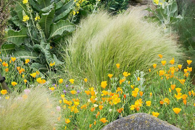 "Dry Gardens in England (11 of 21) | Dry Garden at RHS Hyde Hall Gardens, Essex, UK" by ukgardenphotos is licensed under CC BY-NC-ND 2.0. To view a copy of this license, visit https://creativecommons.org/licenses/by-nc-nd/2.0/?ref=openverse.