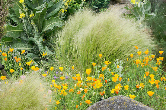 "Dry Gardens in England (11 of 21) | Dry Garden at RHS Hyde Hall Gardens, Essex, UK" by ukgardenphotos is licensed under CC BY-NC-ND 2.0. To view a copy of this license, visit https://creativecommons.org/licenses/by-nc-nd/2.0/?ref=openverse.