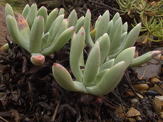 "H20140227-0539—Dudleya caespitosa—RPBG-1" by John Rusk is licensed under CC BY 2.0. To view a copy of this license, visit https://creativecommons.org/licenses/by/2.0/?ref=openverse.

