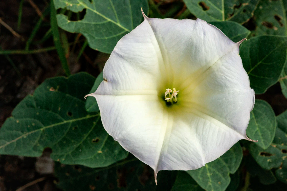 Sacred Datura