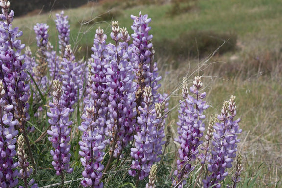 "Lupinus albifrons, I think" by campsjc is licensed under CC BY-SA 2.0.