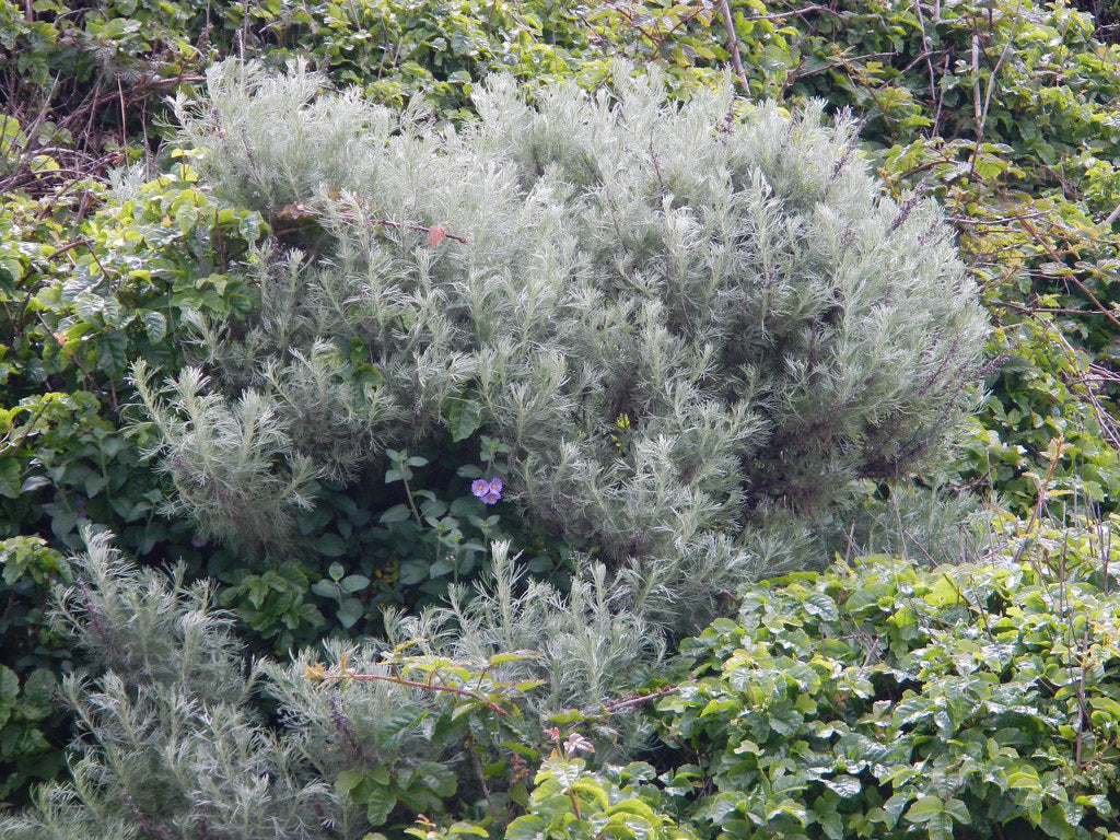 "Asteraceae - Artemisia californica - CALIFORNIA SAGEBRUSH and Anacardiaceae - Toxicodendron diversilobum - WESTERN POISON OAK and Solanaceae - Solanum umbelliferum - blue witch DS" by Toni Corelli is licensed under CC BY-NC-ND 2.0. To view a copy of this license, visit https://creativecommons.org/licenses/by-nc-nd/2.0/?ref=openverse.
