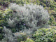"Asteraceae - Artemisia californica - CALIFORNIA SAGEBRUSH and Anacardiaceae - Toxicodendron diversilobum - WESTERN POISON OAK and Solanaceae - Solanum umbelliferum - blue witch DS" by Toni Corelli is licensed under CC BY-NC-ND 2.0. To view a copy of this license, visit https://creativecommons.org/licenses/by-nc-nd/2.0/?ref=openverse.
