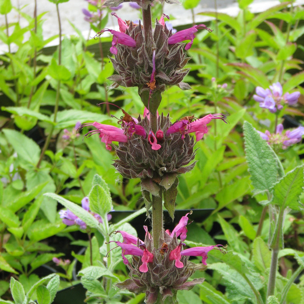 "Salvia spathacea" by peganum is licensed under CC BY-SA 2.0. To view a copy of this license, visit https://creativecommons.org/licenses/by-sa/2.0/?ref=openverse.