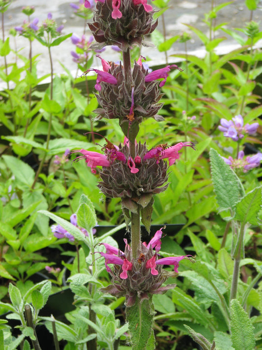 "Salvia spathacea" by peganum is licensed under CC BY-SA 2.0. To view a copy of this license, visit https://creativecommons.org/licenses/by-sa/2.0/?ref=openverse.