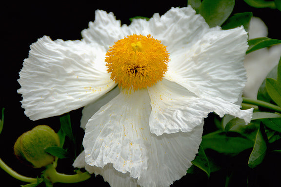 "Romneya coulteri" by M. Martin Vicente is licensed under CC BY 2.0.