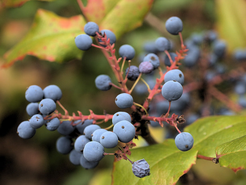 "P20130705-0007—Berberis aquifolium—RPBG" by John Rusk is licensed under CC BY 2.0.