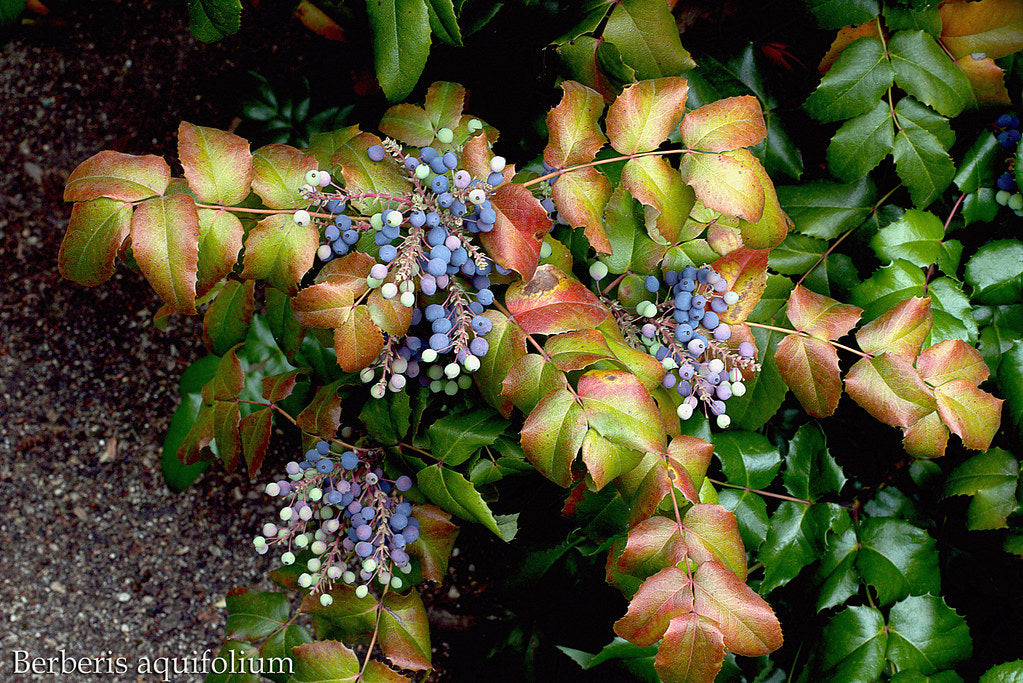 "Berberis aquifolium o mahonia aquifolium o uva de Oregón" by M. Martin Vicente is licensed under CC BY 2.0.