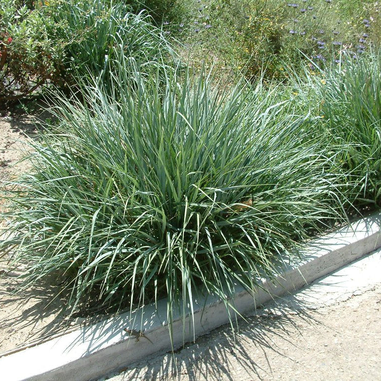 Canyon Prince Giant Wild Rye - Blue-Gray Native Grass | Leymus ...