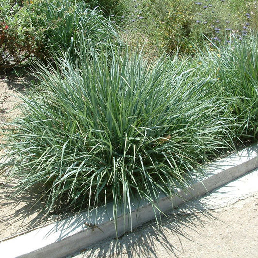 Canyon Prince Wild Rye