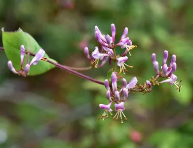 Pink Honeysuckle