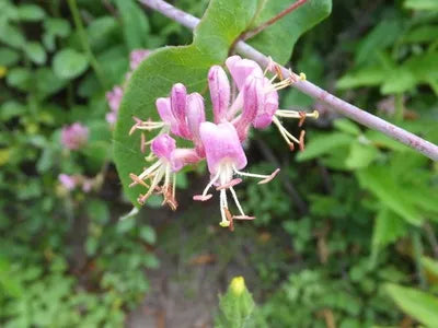Pink Honeysuckle