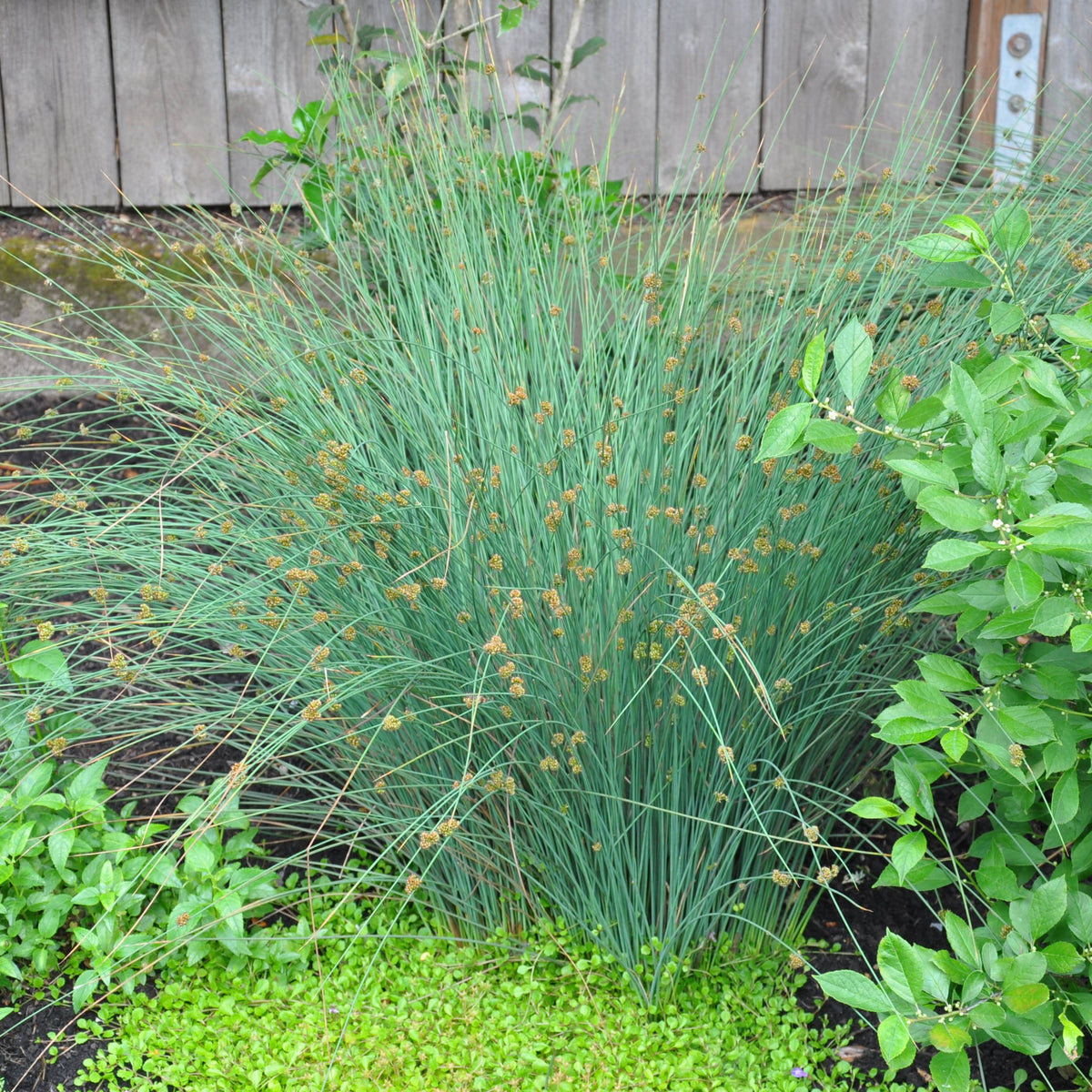 Elk Blue Spreading Rush