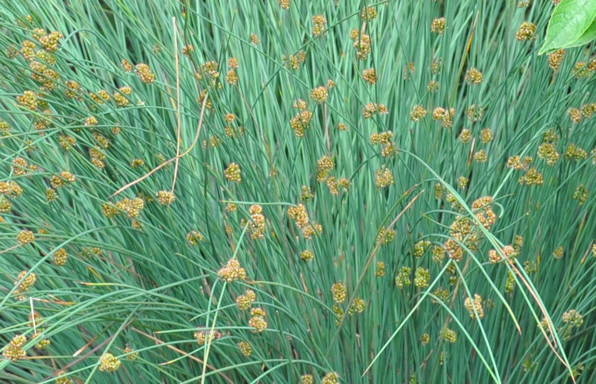 Elk Blue Spreading Rush