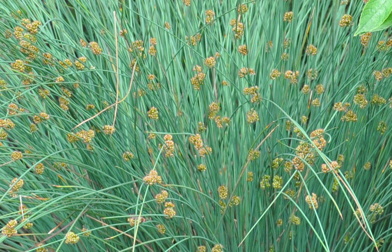 Elk Blue Spreading Rush