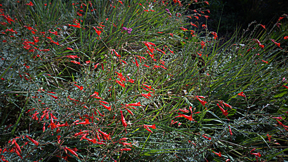 "N20141030-0044—Epilobium canum—RPBG" by John Rusk is licensed under CC BY 2.0. To view a copy of this license, visit https://creativecommons.org/licenses/by/2.0/?ref=openverse.
