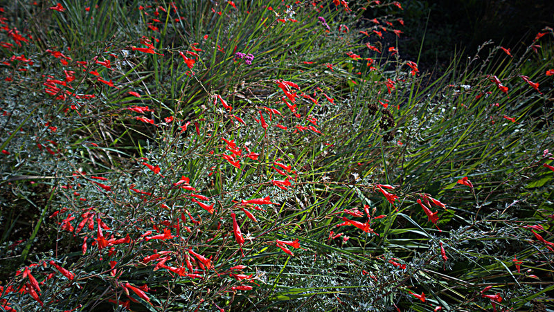 "N20141030-0044—Epilobium canum—RPBG" by John Rusk is licensed under CC BY 2.0. To view a copy of this license, visit https://creativecommons.org/licenses/by/2.0/?ref=openverse.
