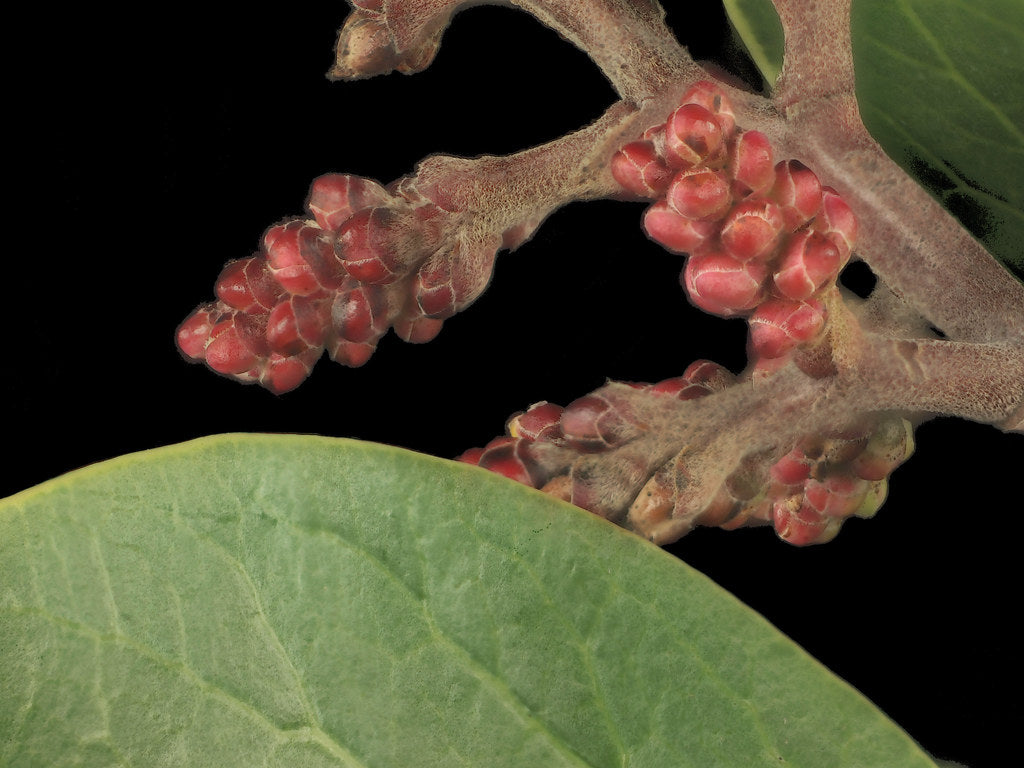 "2014-12-23-14.55.04 ZS PMax Rhus ovata-1" by John Rusk is licensed under CC BY 2.0.