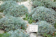 David's Choice Sagebrush